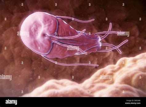 Giardia Lamblia Is A Flagellated Protozoan Parasite It Colonizes And Reproduces In The Small