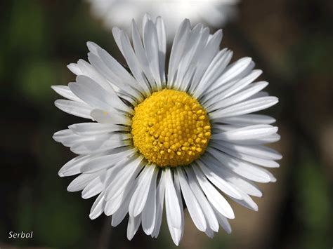 Bellis Perennis Margarita Naturaleza Para Todos