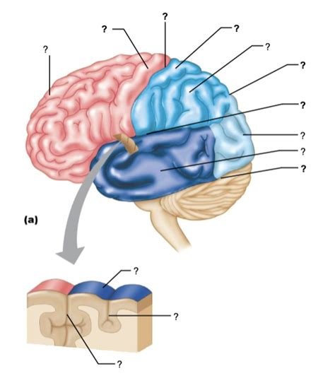 External features of the cerebral hemispheres #1 Diagram | Quizlet