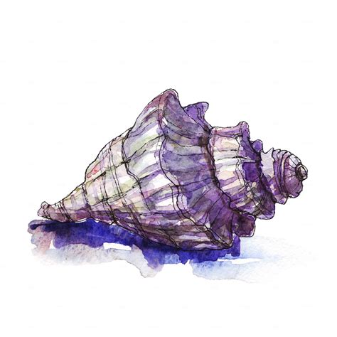 Watercolor And Vector Sea Shells Sea Life Wall Art Sea Life Art