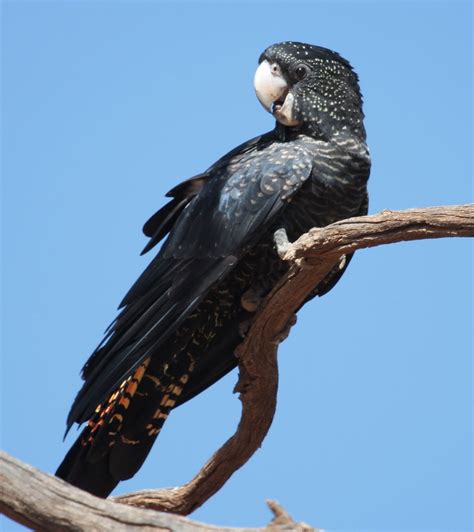 Richard Warings Birds Of Australia Red Tailed Black Cockatoos