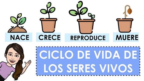 Cómo nace crece y se reproduce una planta guía esencial