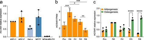 Hotair Expression During Adipogenic Differentiation A Quantitative