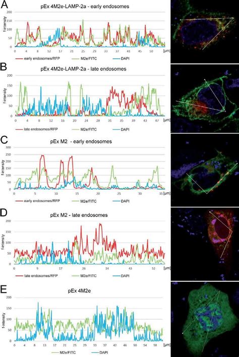 Fluorescence Intensity Line Profile Analysis Of Micrographs Early A C