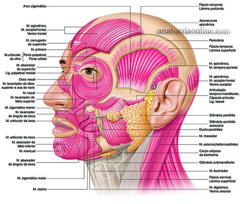 M Sculos Da Cabe A Anatomia Online Anatomia Online M Sculos Anatomia