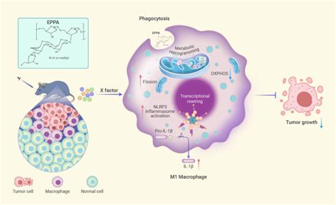 Echinacea purpurea-derived homogeneous polysaccharide exerts anti-tumor ...