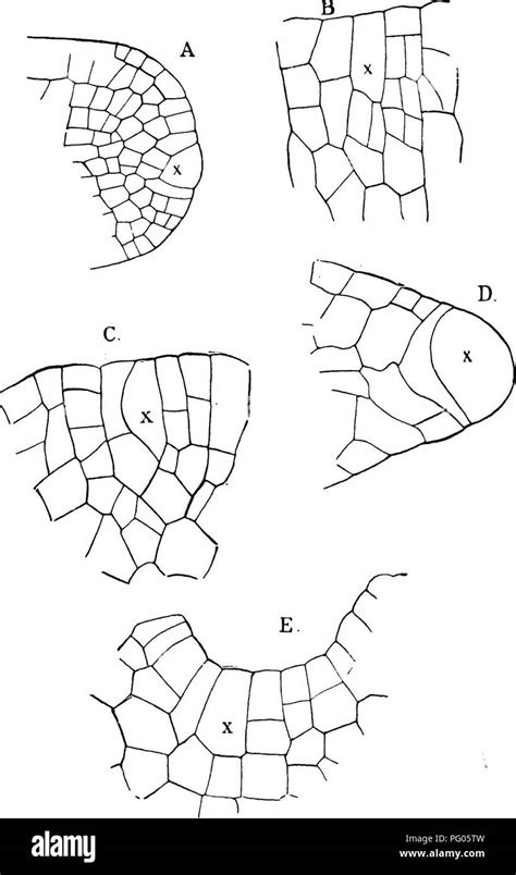 The Structure And Development Of Mosses And Ferns Archegoniatae