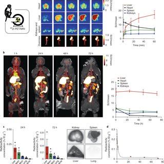 Traf Ihdl Biodistribution And Uptake A A Schematic Representation Of