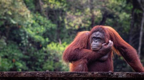 Where To See Orangutans In Borneo (Malaysian Borneo)