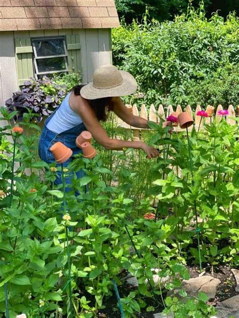 Reasons Why Starting A Garden Is Good For You Stacy Ling