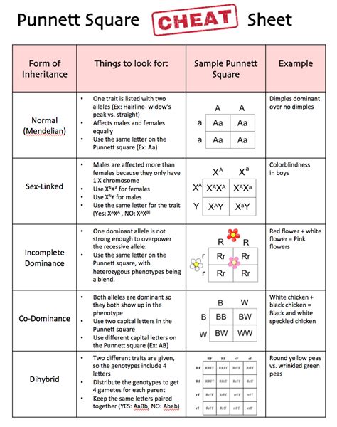 Punnett Square Blood Type Worksheet Punnett Answer Inheritan