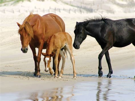 Bob's Wild Horse Tours | Corolla, NC