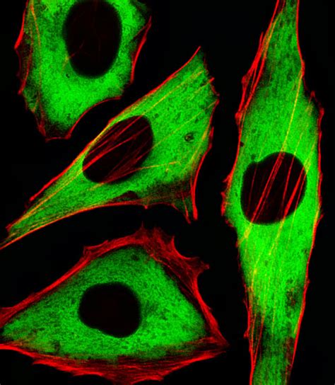 GAPDH Antibody Purified Mouse Monoclonal Antibody Mab WB IHC P IF