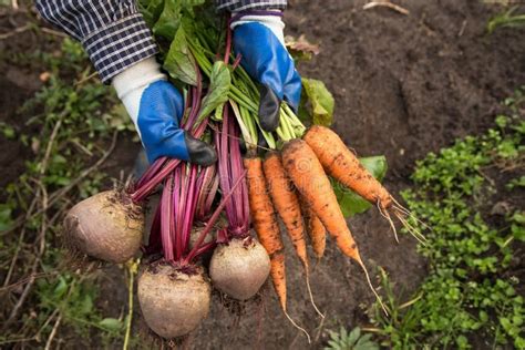 Zbieranie Warzyw Organicznych Jesienne Zbiory świeżych Buraków I