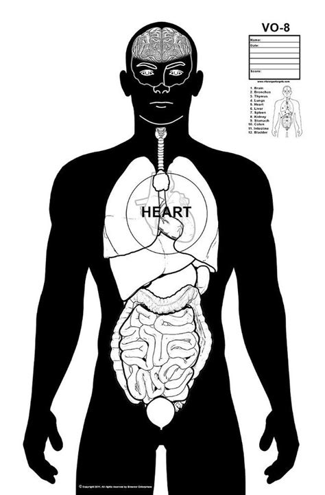 These Fun Vital Organ Targets Are Excellent For Practicing Your