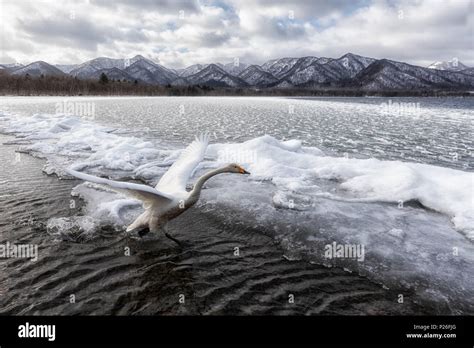 Whooper Swan Kotan Onsen East Coast Of Lake Kussharo Eastern