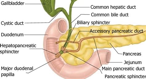 Common Hepatic Bile Duct