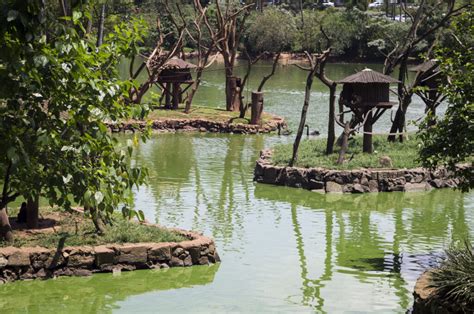 Parque Zoológico De São Paulo Reconheça São Paulo