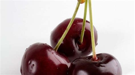 cherry definition trees fruits types cultivation facts