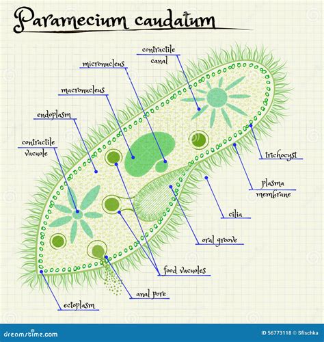 👍 Paramecium structure. Structure and Classification of Paramecium ...