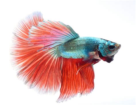 Halfmoon betta fish pez luchador siamés captura movimiento de peces