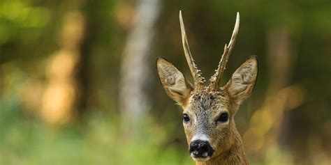 The Best Destinations For Roe Deer Hunting In Scotland A Comprehensive