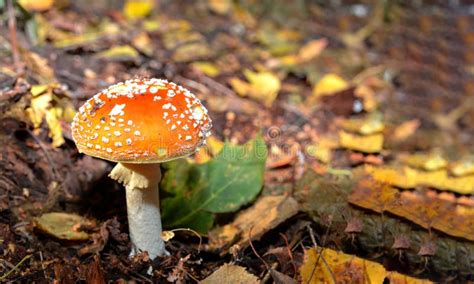 Red Toad Stools Actual Name Fly Agaric Amanita Muscaria Stock Image