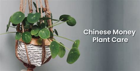 Chinese Money Plant Care How To Do Pilea Plant Care Right