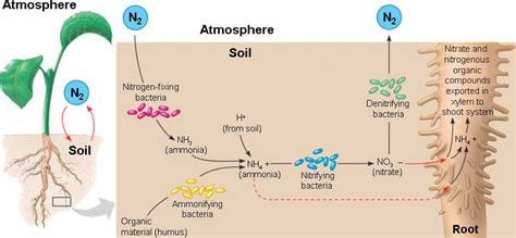 nitrogen_fixation.html 37_09PlantBactNitrogen.jpg