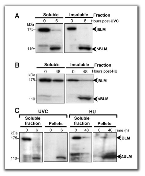 Cellular Localization Of BLM In UVC Or HU Induced Apoptotic Cells A