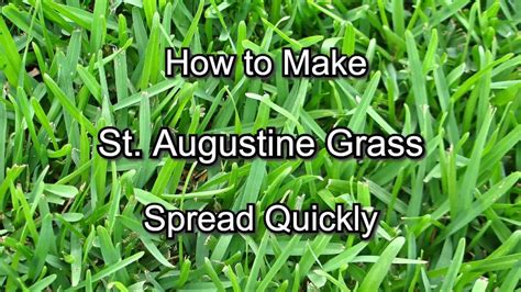 How To Make St Augustine Grass Spread Quickly Step By Step Guide