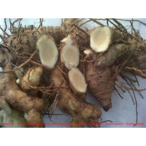 Jual KUNYIT PUTIH SEGAR 1Kg Shopee Indonesia