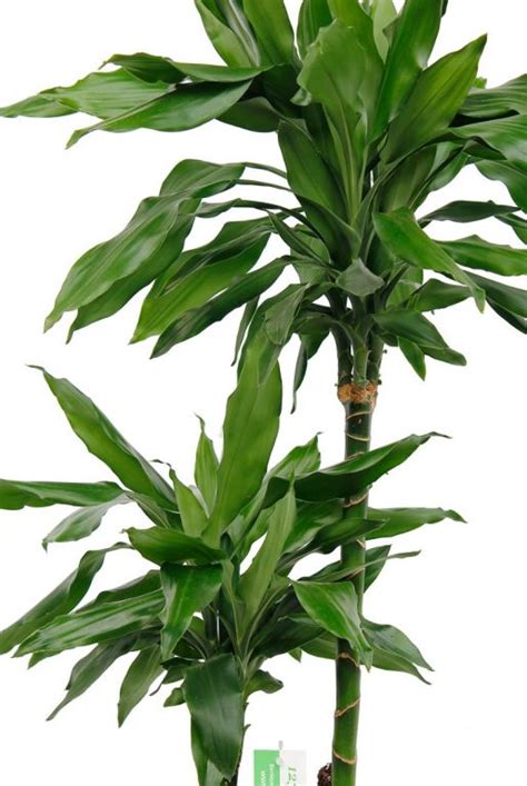 Dracaena Janet Lind Drakenbloedboom Cm Kopen Planten Nl