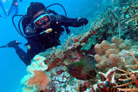 2025 10 Best Redang Scuba Diving Tour Package Holidaygogogo