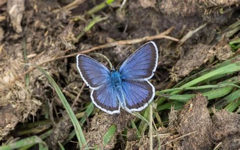 Butterfly Species In France Insectic