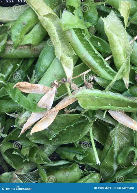 Pea Pods Stock Image Image Of Vegetable Pods Empty