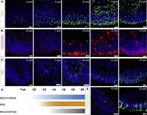 Time Course Of Photoreceptor Development In D D Differentiation