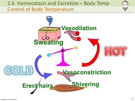 Igcse Control Of Body Temperature