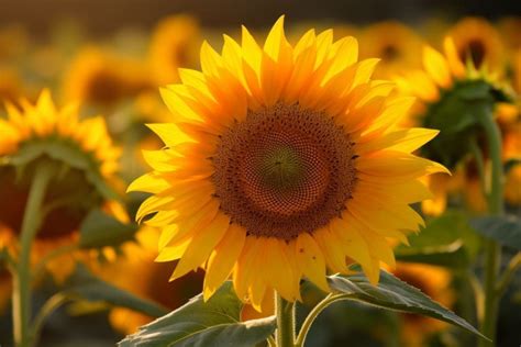 10 Flowers That Represent Joy Blooms Of Bliss Foliage Friend Learn