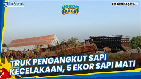 Kasihan Beberapa Sapi Mati Dan Terkapar Di Pinggir Jalan Akibat Truk