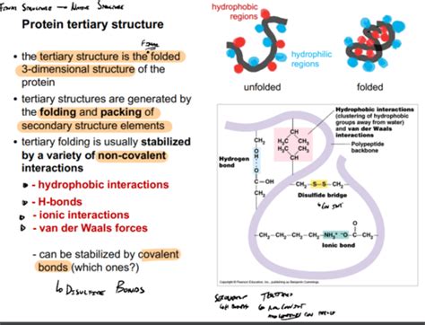 3 Protein Tertiary Quaternary Structure Folding Flashcards Quizlet