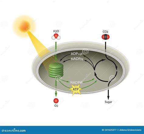 Photosynthesis Role Of Chloroplasts Stock Illustration Illustration