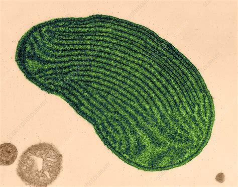 Chloroplast From Red Alga Griffithsia Sp TEM Stock Image C032