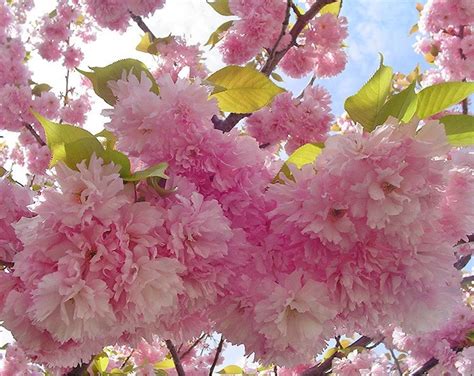 Kwanzan Flowering Cherry Tree - Etsy