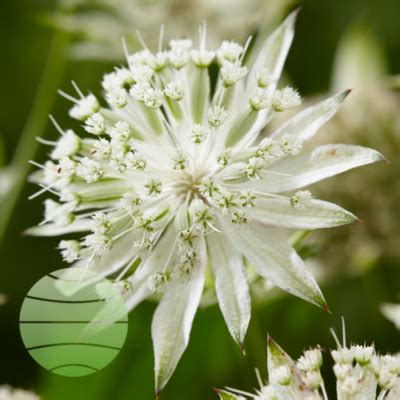 Astrantia Major Sparkling Stars White Walter Blom Plants B V