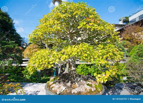 Japanese Bonsai Tree In Omiya Bonsai Village Stock Image Image Of