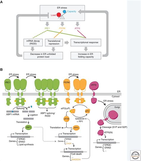 Early Events In The Endoplasmic Reticulum Unfolded Protein Response