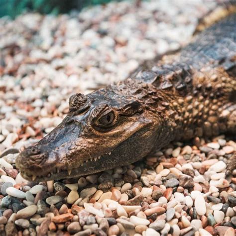 12 Snapping Facts About Caimans Factopolis