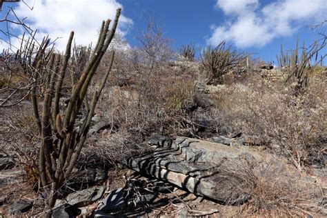 Landscape of Caatinga in Brazil Stock Image - Image of bahia, america ...