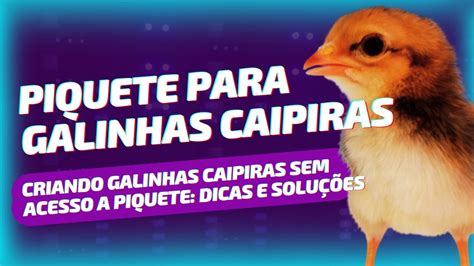 Criando Galinhas Caipiras Sem Acesso A Piquete Dicas E Solu Es Youtube